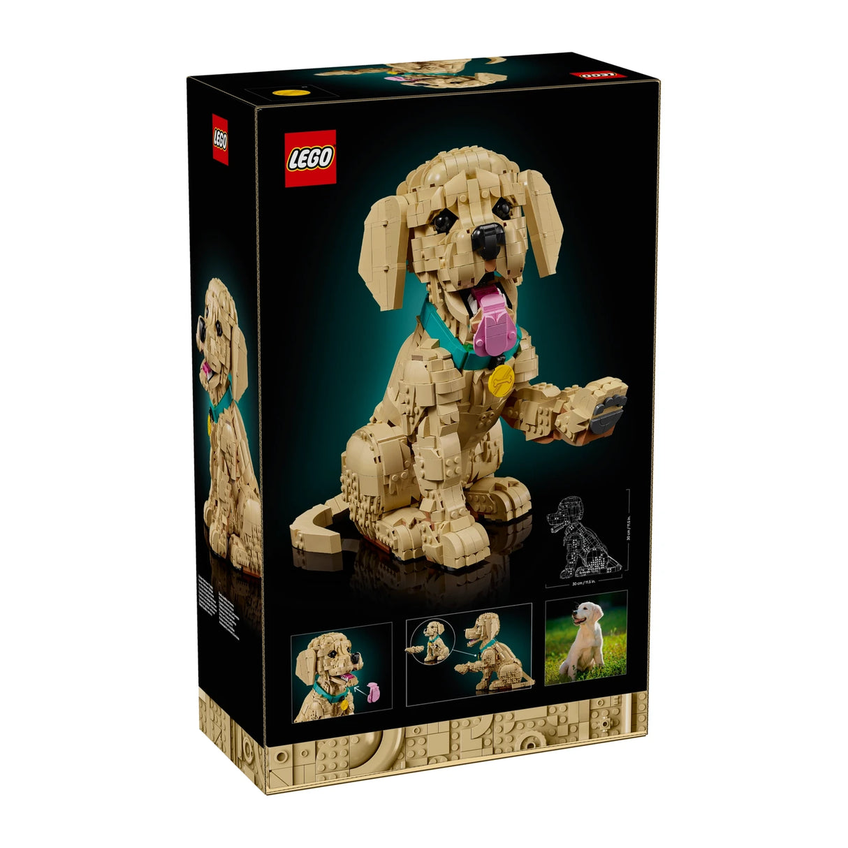 Golden Retriever Puppy