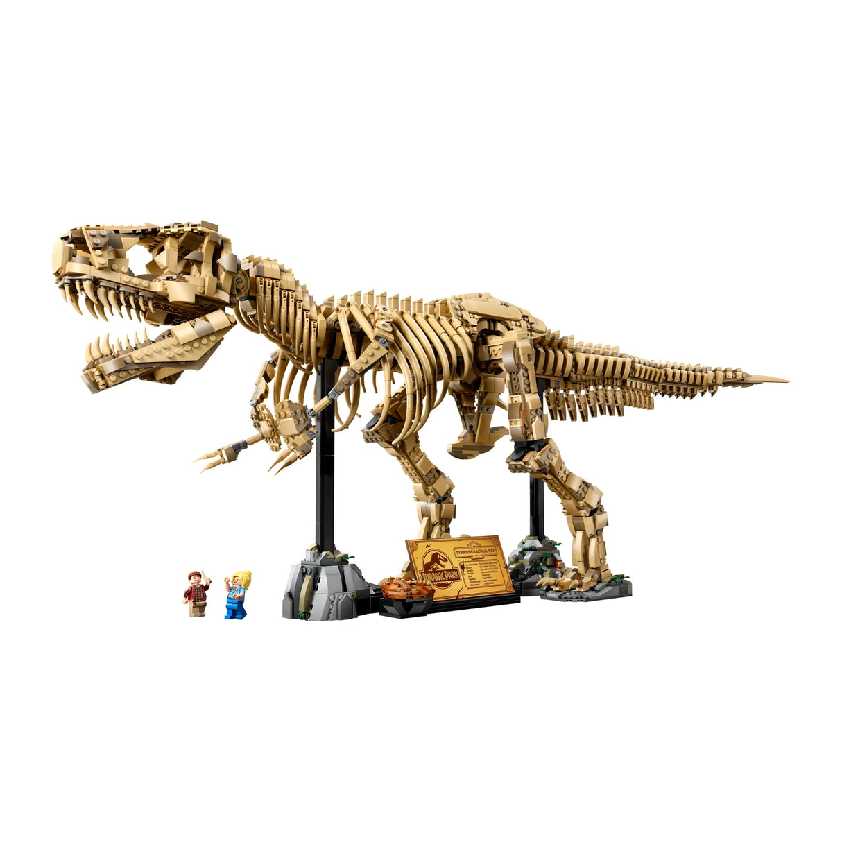 Dinosaur Fossils: Tyrannosaurus rex