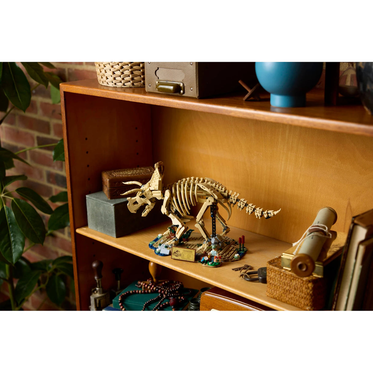 Dinosaur Fossils: Tyrannosaurus rex & Triceratops Bundle